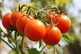 Sugar Lump Cherry Tomato, 200 Heirloom Seeds Per Packet, Non GMO Seeds