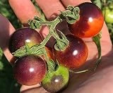 Blue Berries Blueberries Cherry Heirloom Tomato Premium Seed Packet