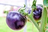 Cherry Tomato Seeds Yellow, red, Black, Purple, Tomato Seeds purle are Used for Planting 200 Non-Genetically Modified Seeds in Families, Vegetables, Outdoor Gardens and Indoors.